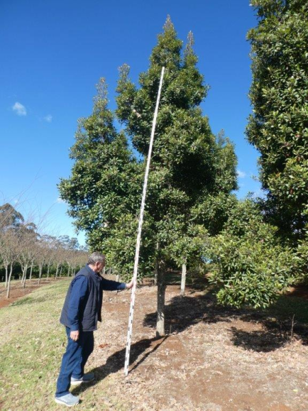Elaeocarpus reticulatus Prima Donna · 7.5–8.5 m