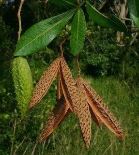 Flindersia collina