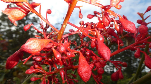 Brachychiton acerifolius x bidwillii Red Robin Grafted · 4.5–5.0 m