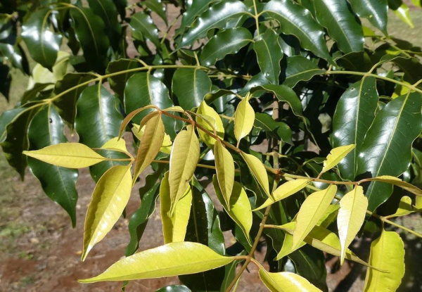Flindersia pimenteliana · 6.0–7.0 m