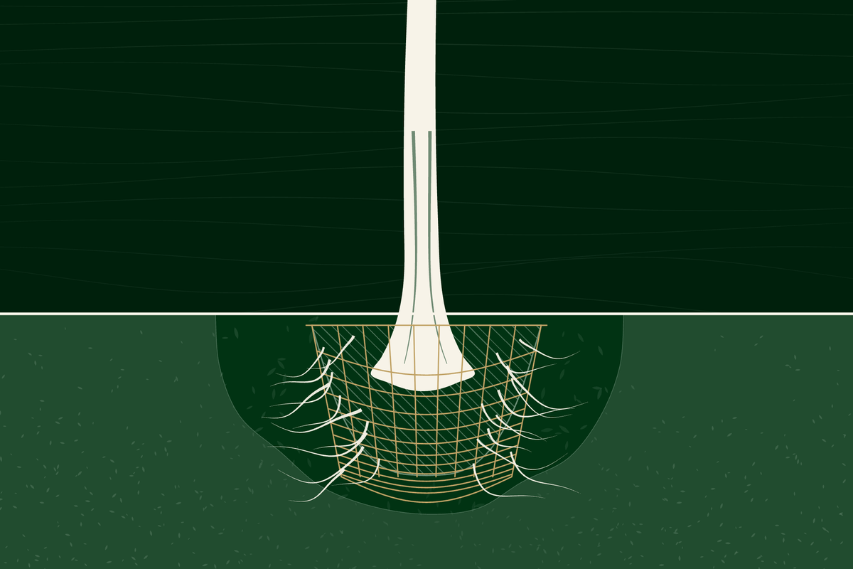 Why we bury the basket
