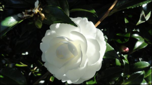 Camellia sasanqua Early Pearly