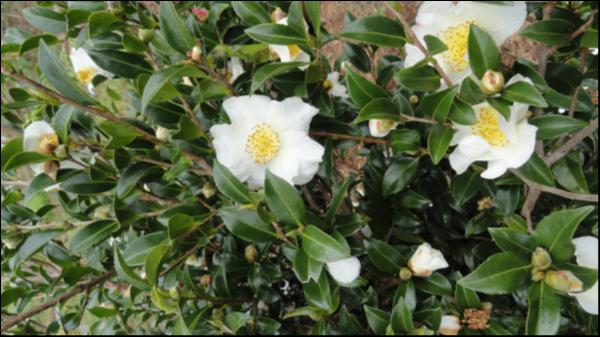 Camellia Sasanqua Gay