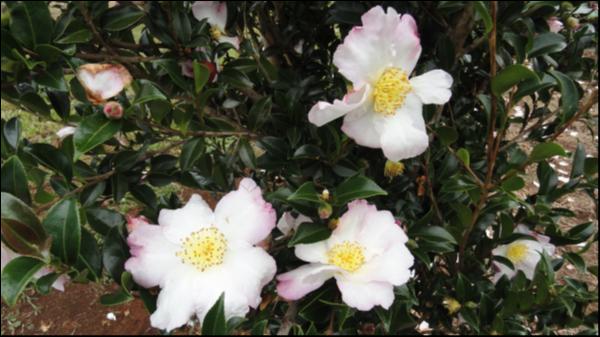 Camellia sasanqua Mary Jane Butler
