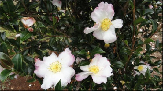Camellia sasanqua Mary Jane Butler