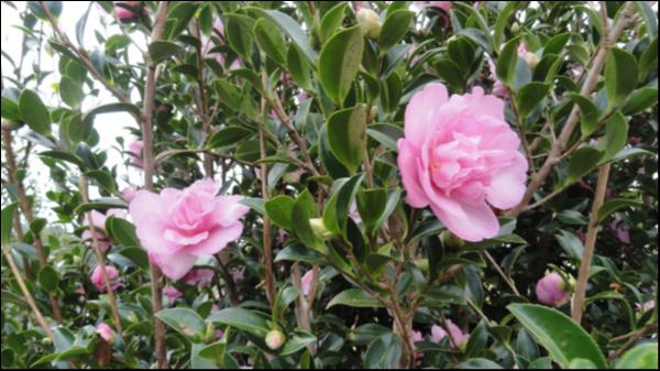 Camellia sasanqua Enid Alice