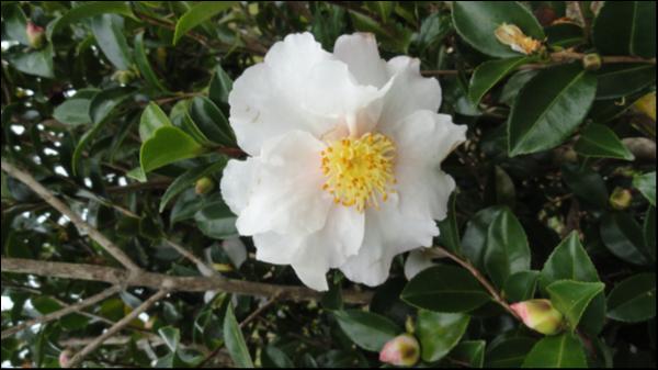 Camellia sasanqua Edna Butler Alba