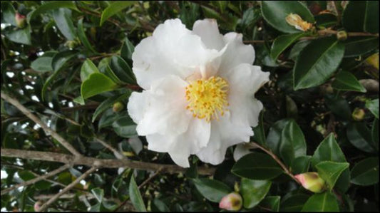 Camellia sasanqua Edna Butler Alba