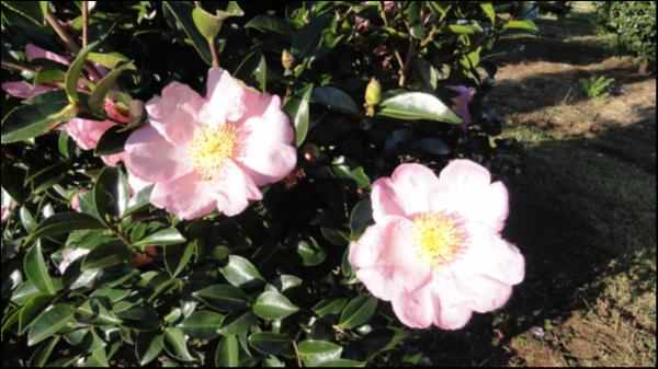 Camellia sasanqua Plantation Pink