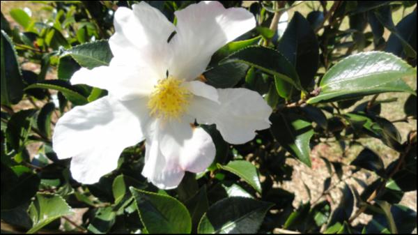 Camellia sasanqua Sally Jane