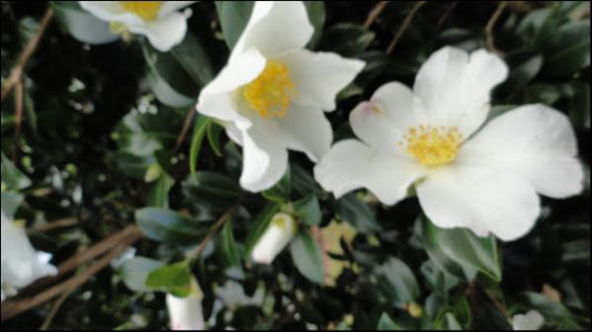 Camellia sasanqua Snow Flake
