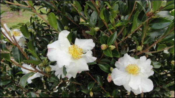 Camellia sasanqua setsugekka