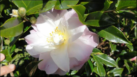 Camellia sasanqua Star Above Star