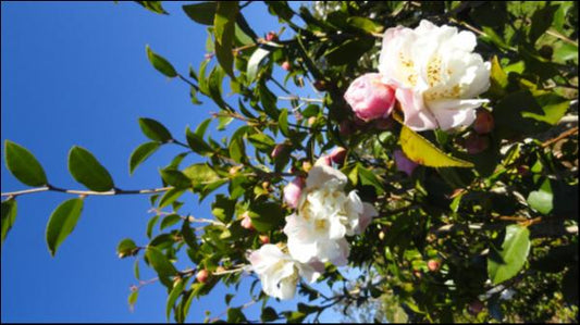Camellia Scentuous