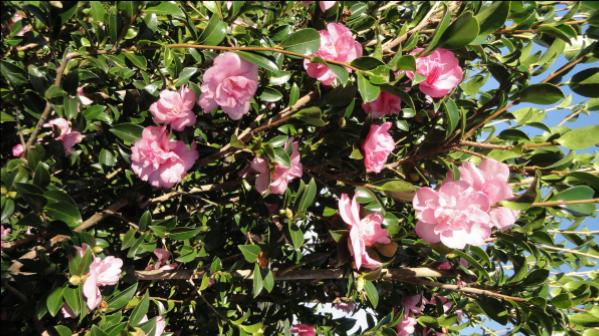 Camellia sasanqua Allison Spragg