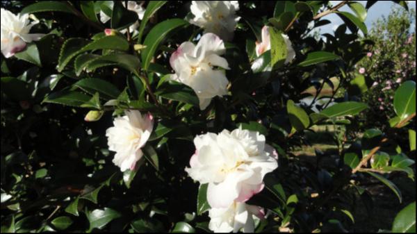 Camellia sasanqua Barbara Louise