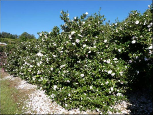 Camellia sasanqua Jean May