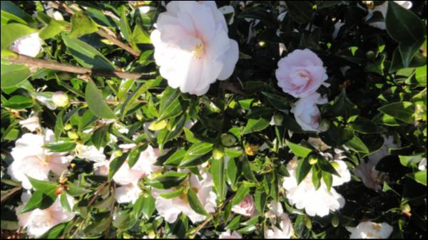 Camellia sasanqua Jean May