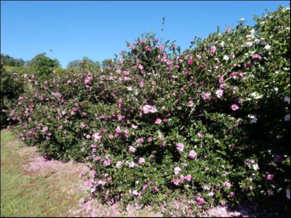 Camellia sasanqua Sparkling Burgundy