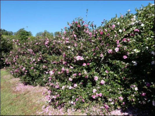 Camellia sasanqua Sparkling Burgundy