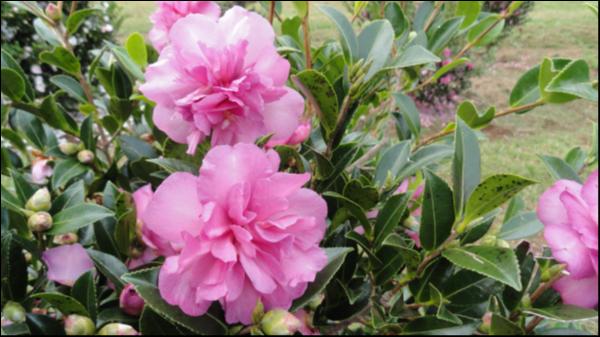Camellia sasanqua Sparkling Burgundy