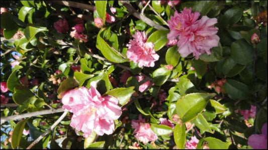 Camellia Fragrant Pink