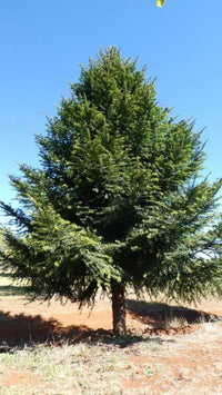 Araucaria bidwillii Bunya Pine · 5.0–5.5 m