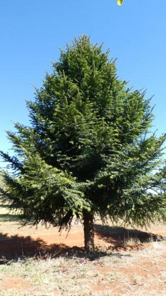 Araucaria bidwillii Bunya Pine · 5.0–5.5 m