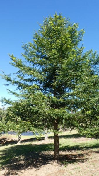 Araucaria bidwillii Bunya Pine · 8.0–8.5 m