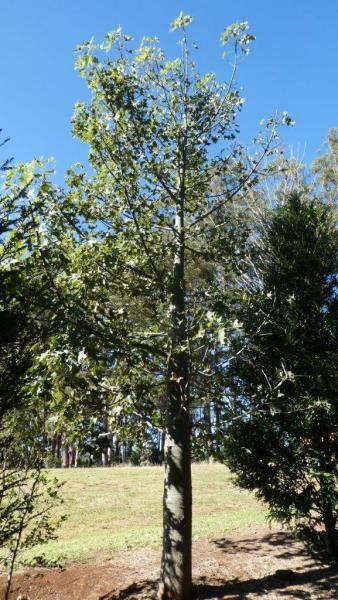 Brachychiton australis · 7.0–8.0 m