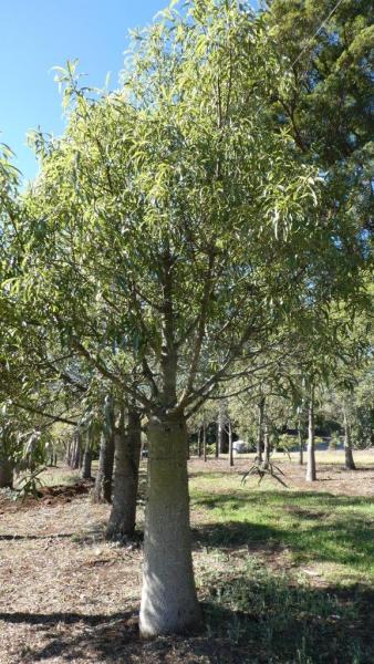 Brachychiton rupestris Queensland Bottle Tree