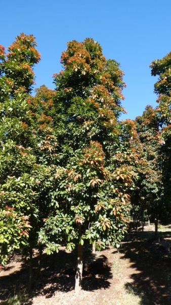 Elaeocarpus eumundi · 7.5–8.0 m