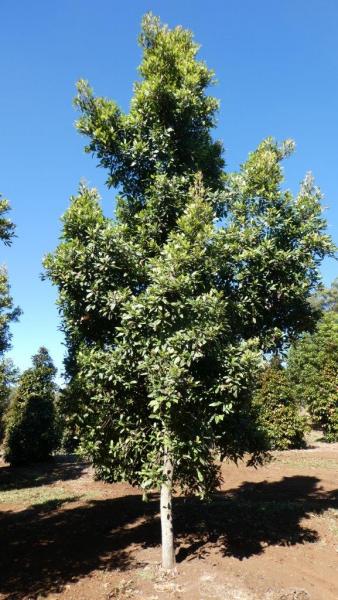 Elaeocarpus reticulatus Prima Donna · 7.5–8.5 m