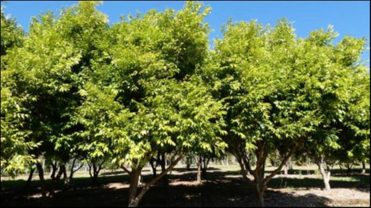 Syzygium Cascade