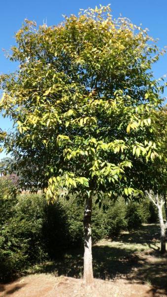 Syzygium tierneyanum · 6.5–7.0 m
