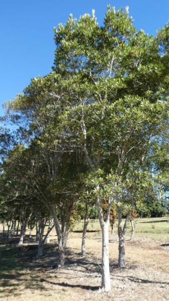 Tristaniopsis laurina