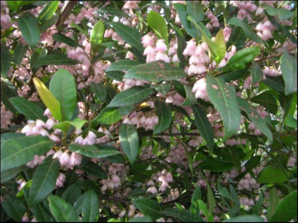 Elaeocarpus reticulatus Prima Donna · 7.5–8.5 m