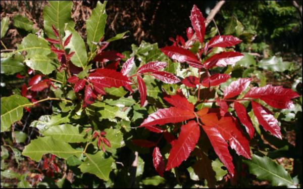 Elattostachys xylocarpa