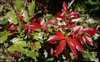 Elattostachys xylocarpa