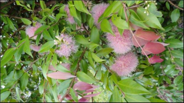 Syzygium Cascade