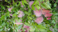 Syzygium Cascade
