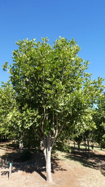 Cupaniopsis anacardioides · 6.0–6.5 m