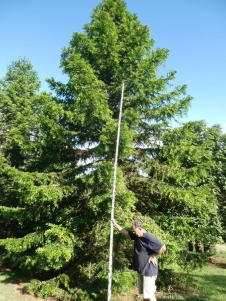 Araucaria bidwillii Bunya Pine · 10.0–12.0 m