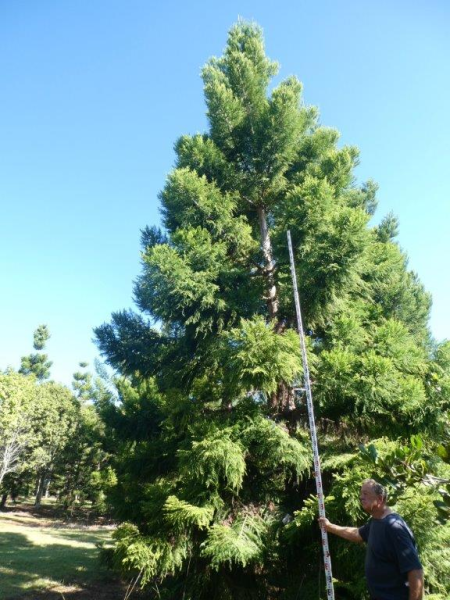 Araucaria cunninghamii Hoop Pine