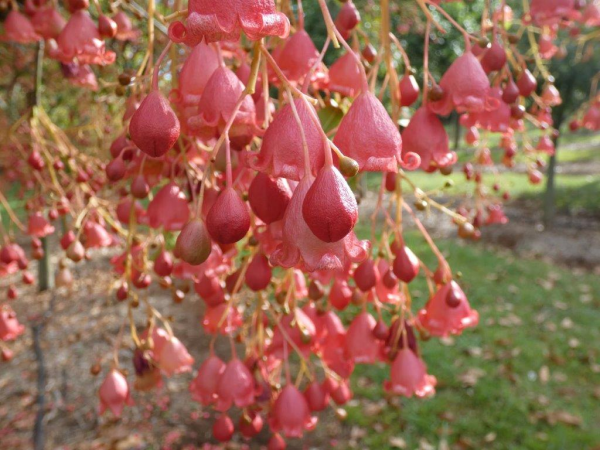 Brachychiton Bella Pink Grafted