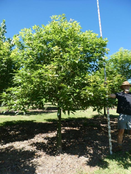 Brachychiton acerifolius x rupestris Gabby Bells Grafted