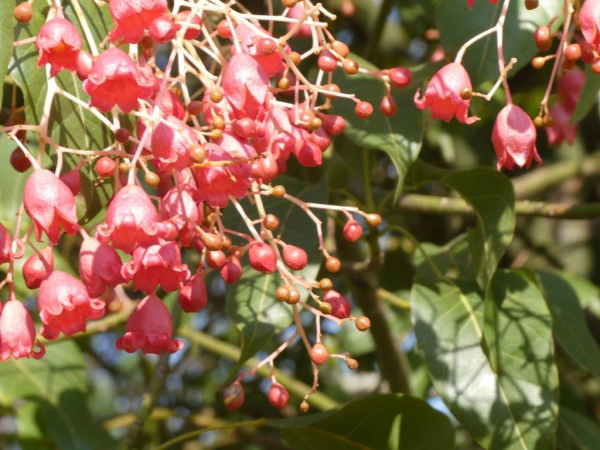 Brachychiton acerifolius x rupestris Gabby Bells Grafted