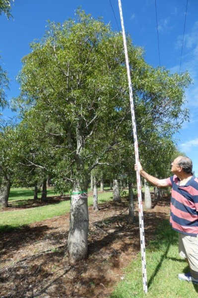Brachychiton rupestris Queensland Bottle Tree