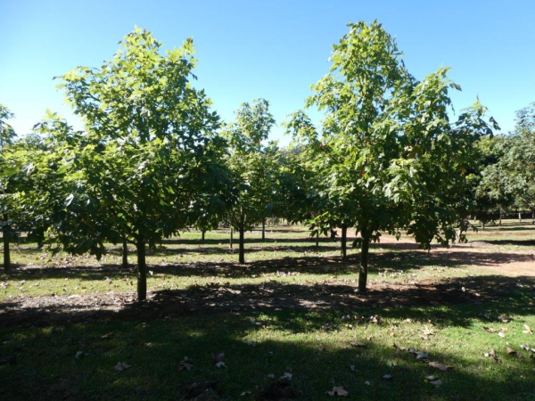 Brachychiton vinicolor · 4.5–5.0 m