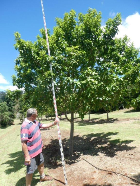 Calodendrum capense (Calodendron) Cape Chestnut · 6.0–6.5 m